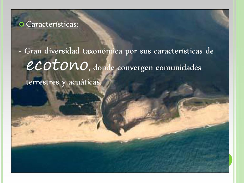 Características: - Gran diversidad taxonómica por sus características de ecotono, donde convergen comunidades terrestres y acuáticas.