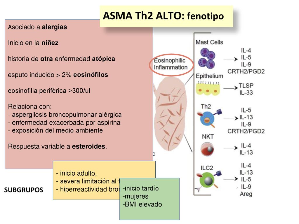 ASMA Th2 ALTO: fenotipo SUBGRUPOS Inicio en la niñez