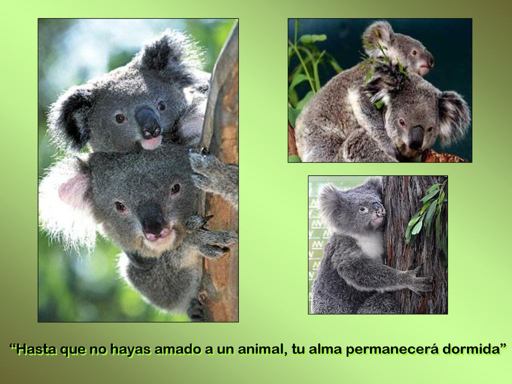 Hasta que no hayas amado a un animal, tu alma permanecerá dormida