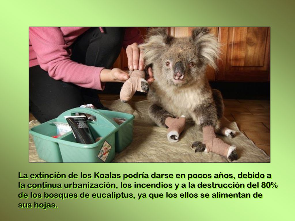 La extinción de los Koalas podría darse en pocos años, debido a