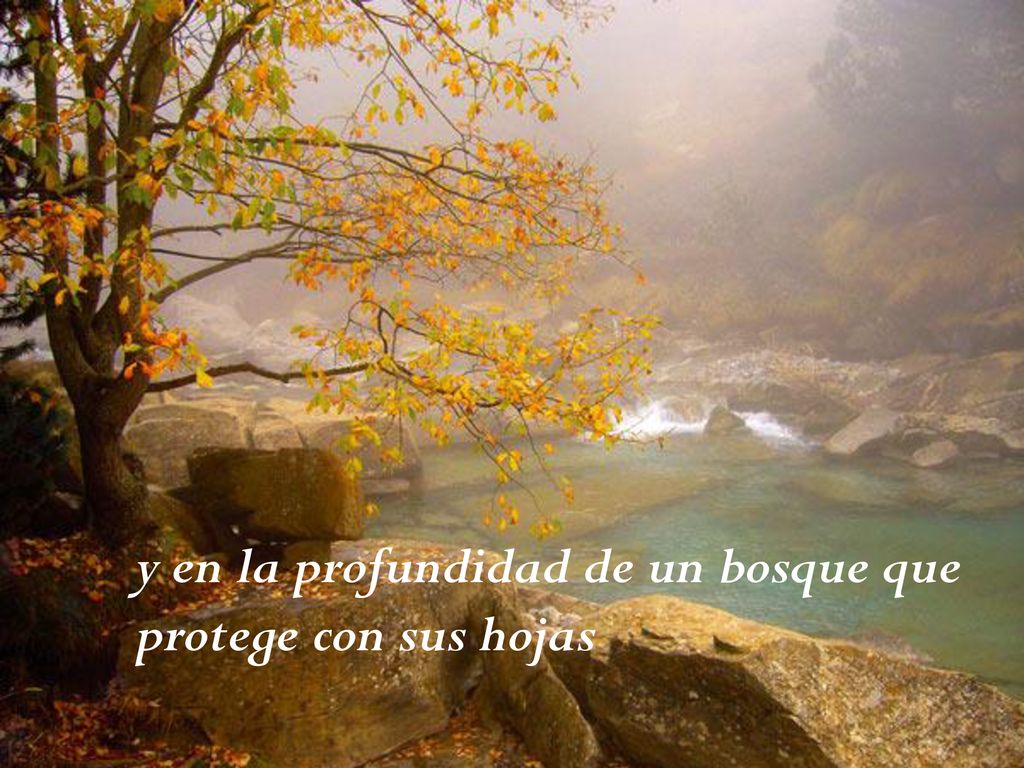 y en la profundidad de un bosque que protege con sus hojas
