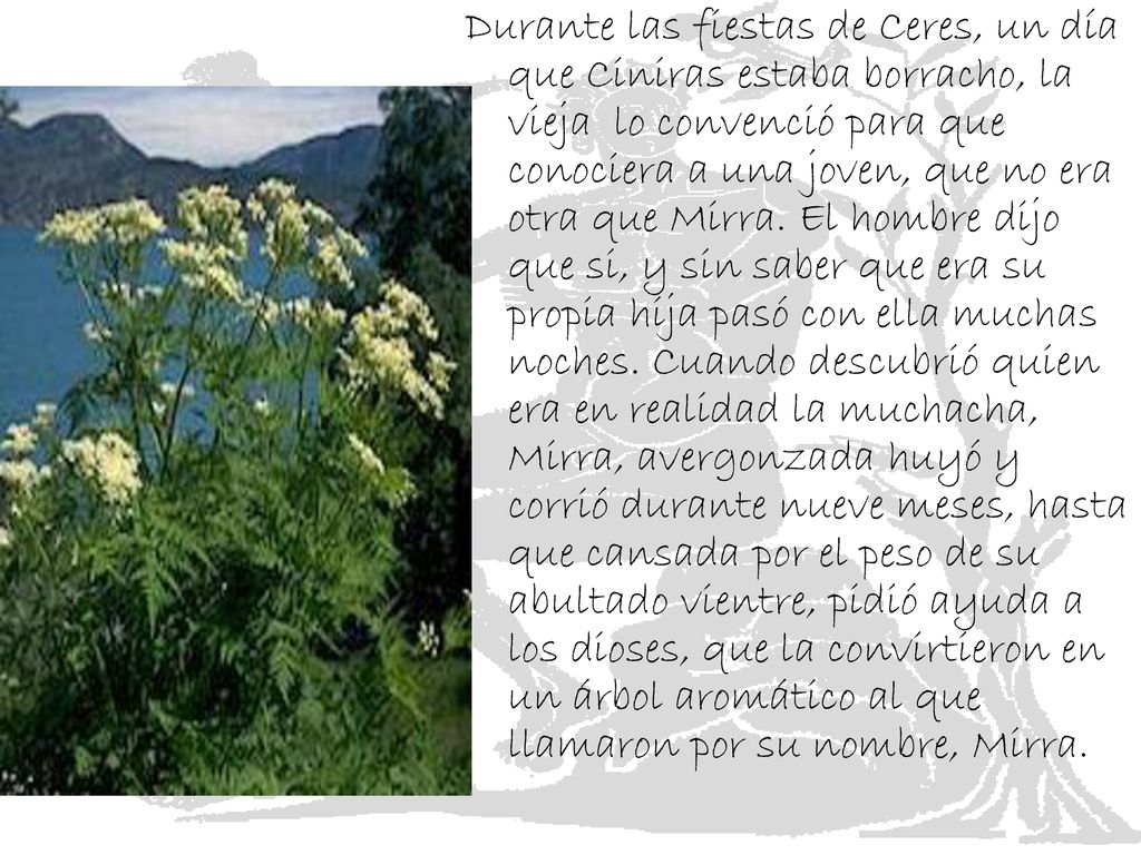 Durante las fiestas de Ceres, un día que Ciniras estaba borracho, la vieja lo convenció para que conociera a una joven, que no era otra que Mirra.