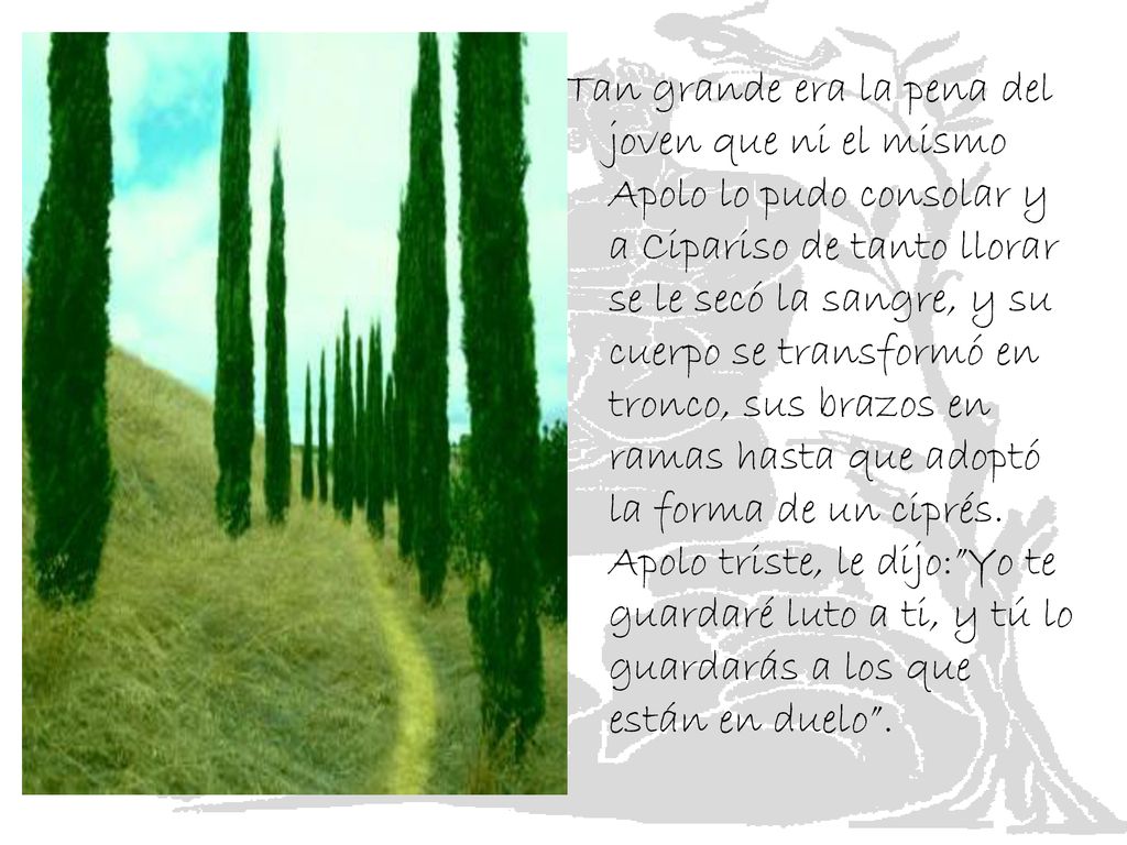 Tan grande era la pena del joven que ni el mismo Apolo lo pudo consolar y a Cipariso de tanto llorar se le secó la sangre, y su cuerpo se transformó en tronco, sus brazos en ramas hasta que adoptó la forma de un ciprés.