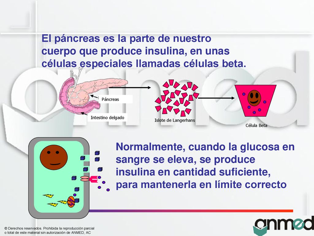 Normalmente, cuando la glucosa en sangre se eleva, se produce