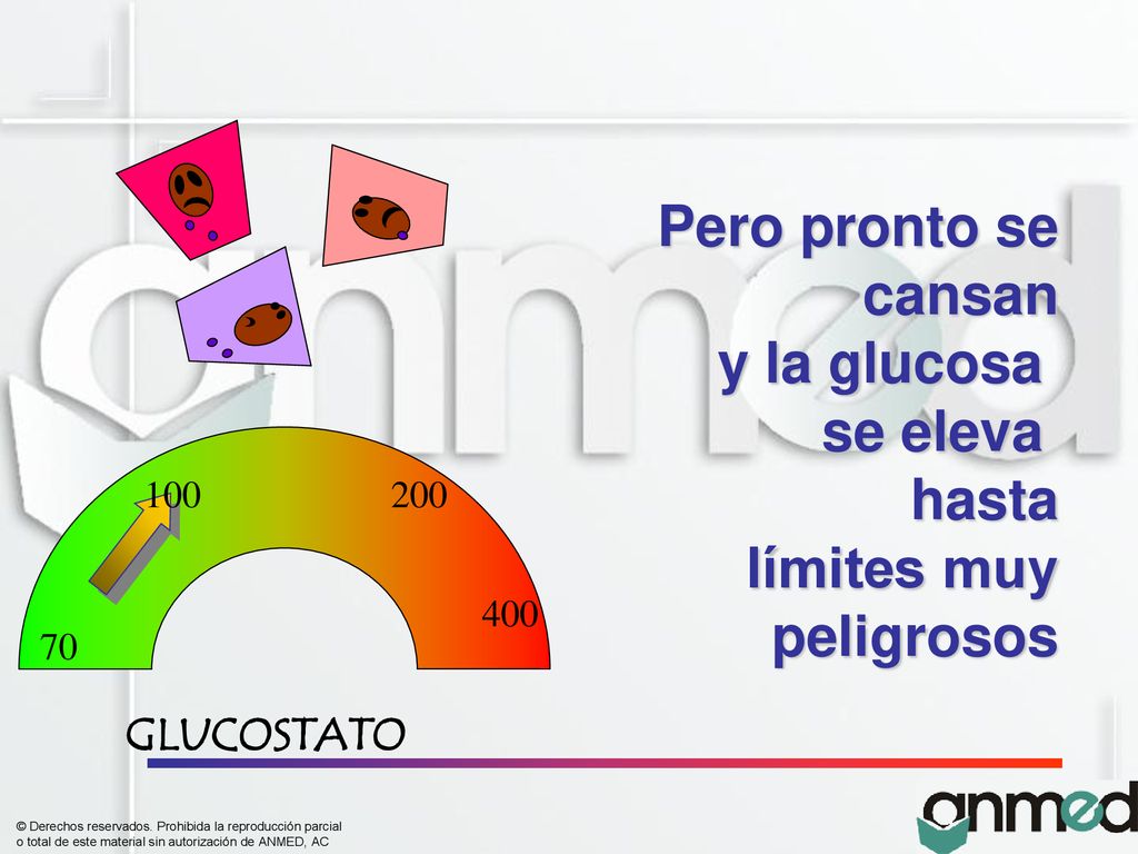 Pero pronto se cansan y la glucosa se eleva hasta límites muy