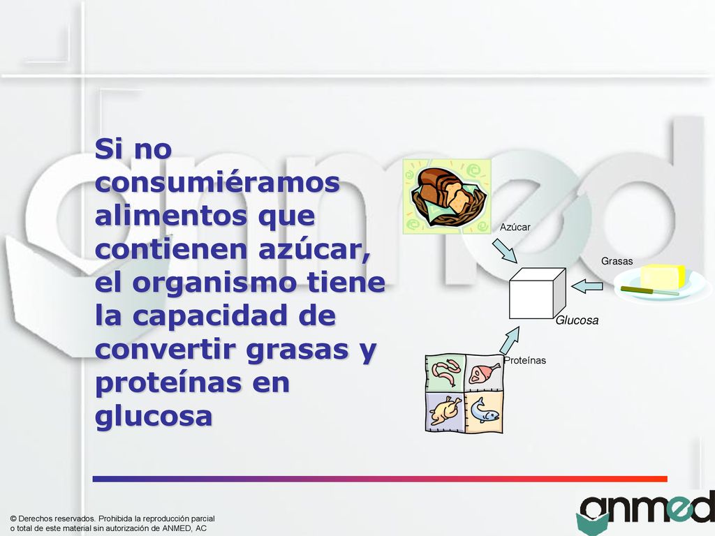 Si no consumiéramos alimentos que contienen azúcar, el organismo tiene la capacidad de convertir grasas y proteínas en glucosa