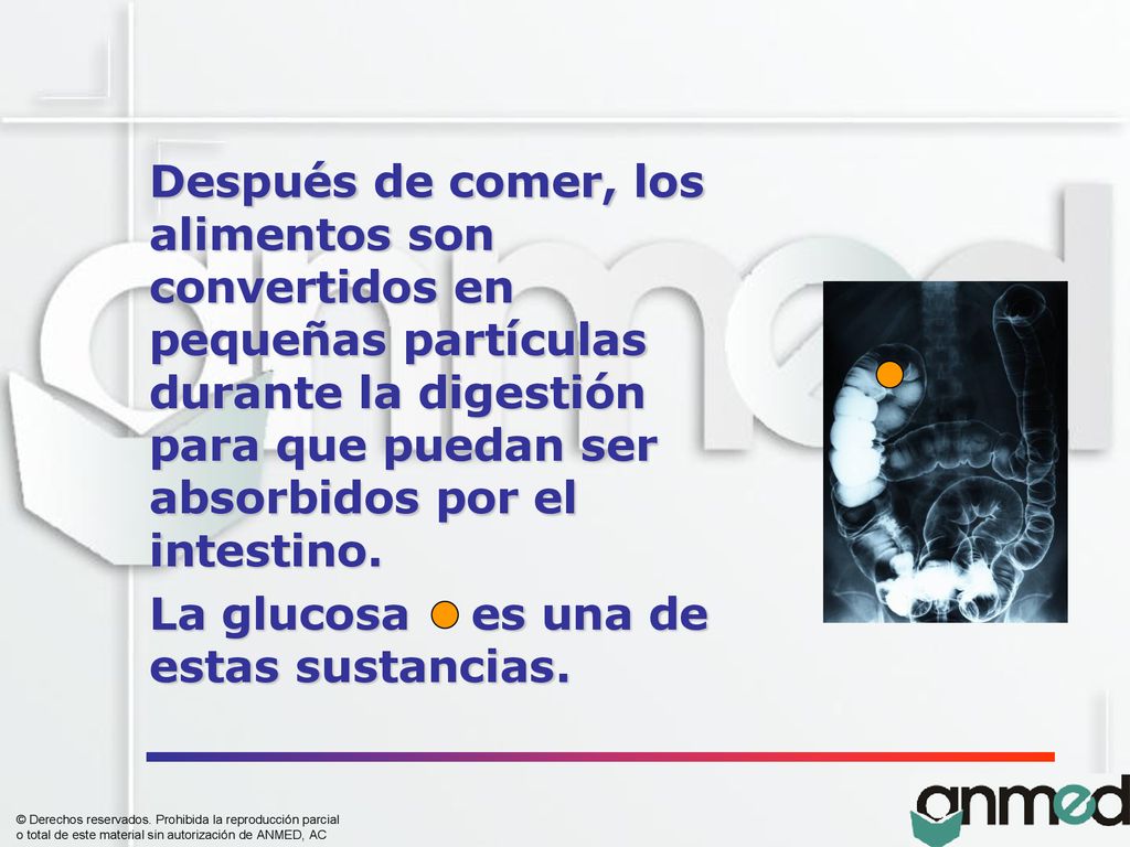 Después de comer, los alimentos son convertidos en pequeñas partículas durante la digestión para que puedan ser absorbidos por el intestino.