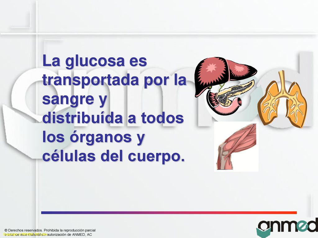 La glucosa es transportada por la sangre y distribuída a todos los órganos y células del cuerpo.