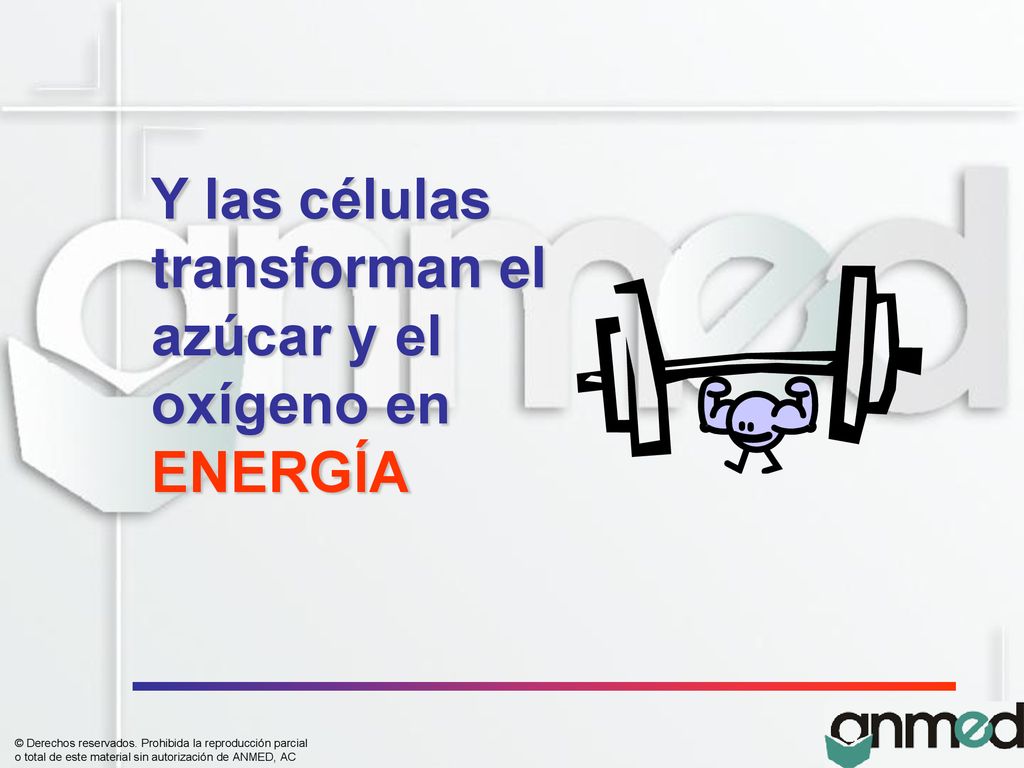 Y las células transforman el azúcar y el oxígeno en