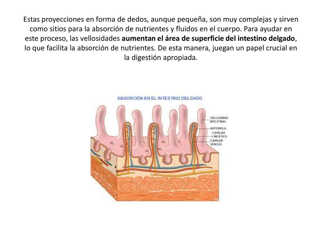 Estas proyecciones en forma de dedos, aunque pequeña, son muy complejas y sirven como sitios para la absorción de nutrientes y fluidos en el cuerpo.