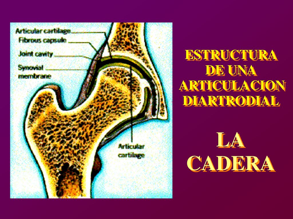 LA LA CADERA CADERA ESTRUCTURA ESTRUCTURA DE UNA DE UNA ARTICULACION