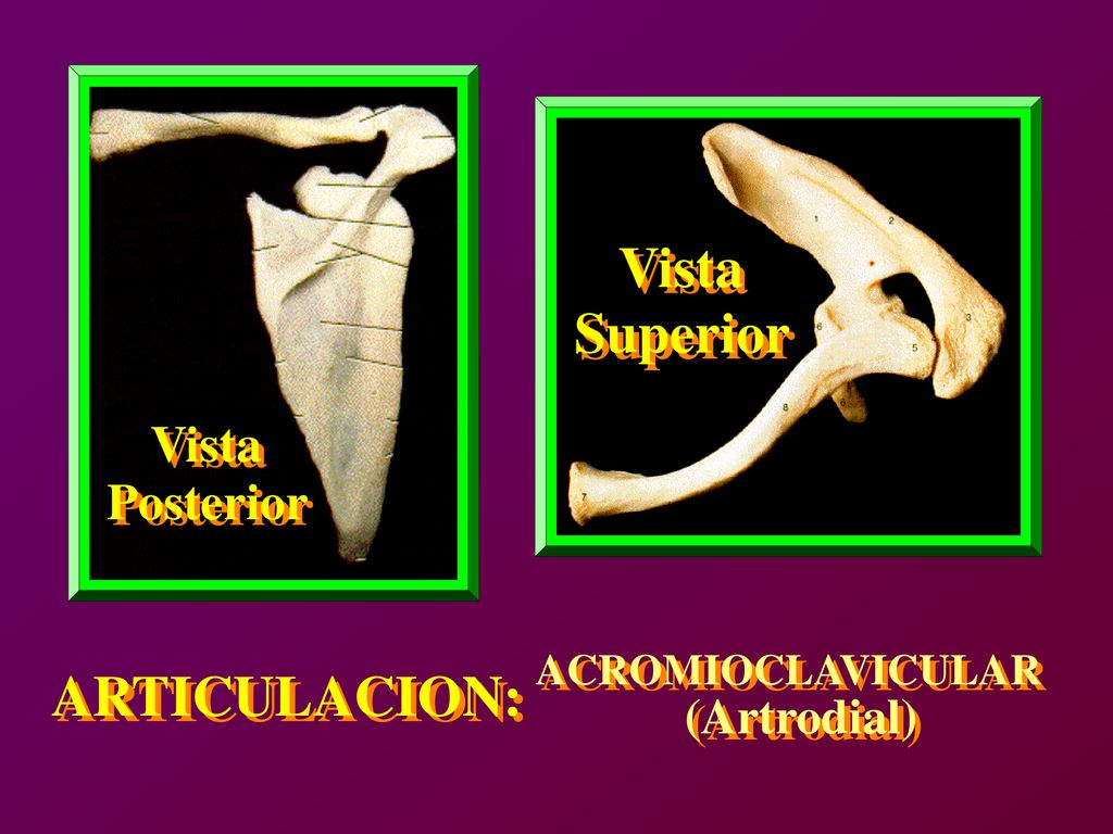 Vista Vista Superior Superior ARTICULACION: ARTICULACION: Vista Vista