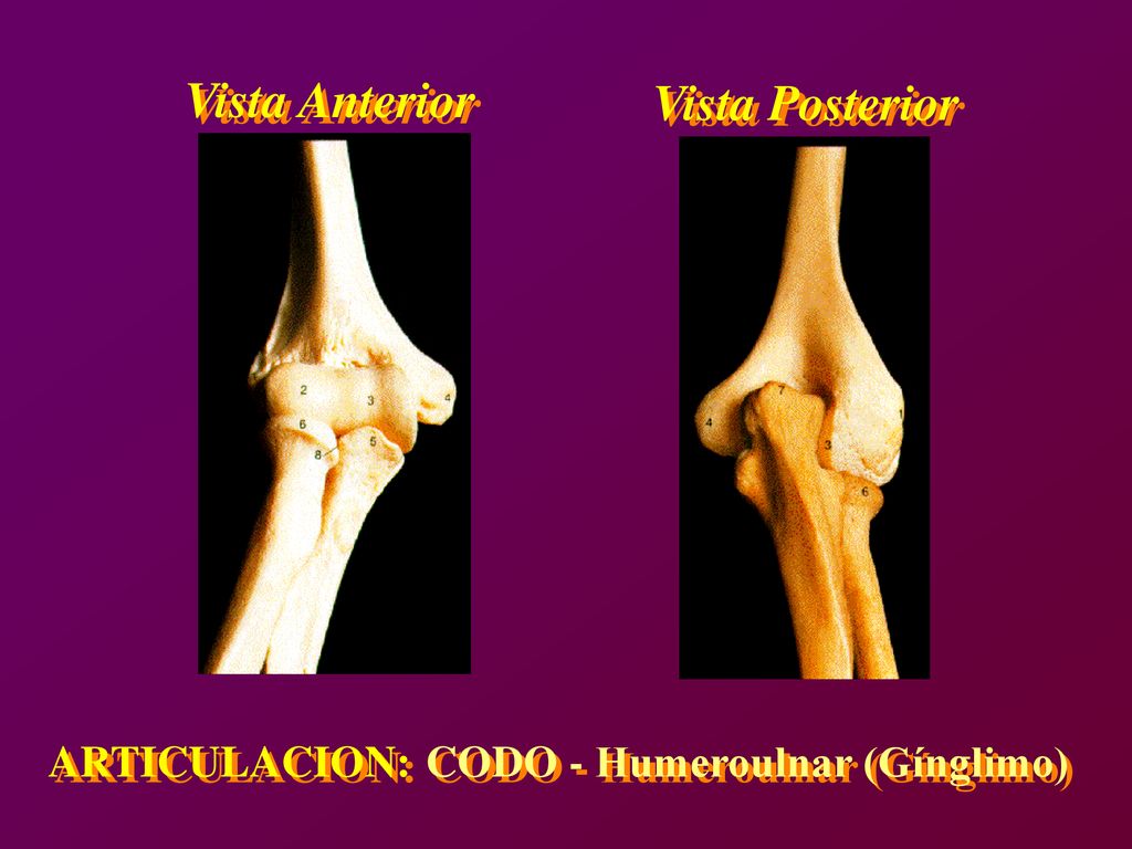 Vista Anterior Vista Anterior Vista Posterior Vista Posterior