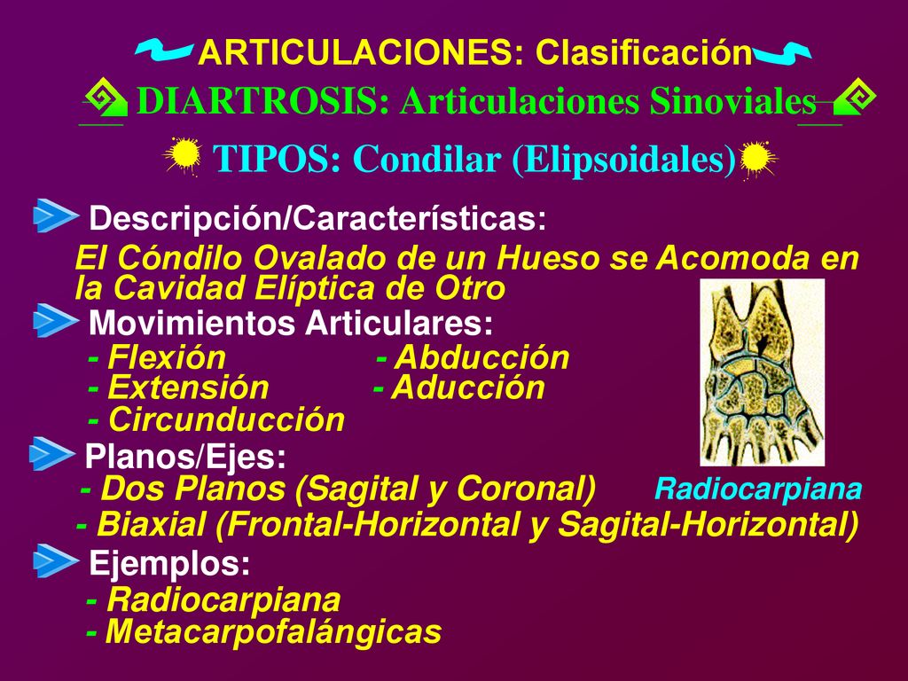 DIARTROSIS: Articulaciones Sinoviales TIPOS: Condilar (Elipsoidales)