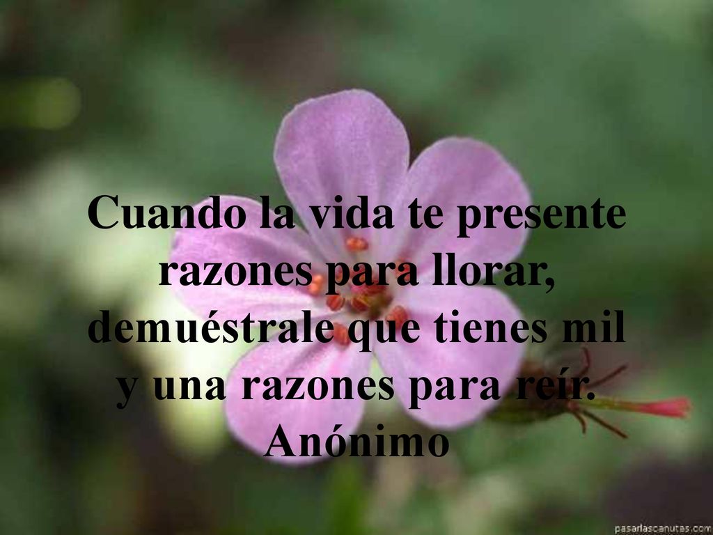 Cuando la vida te presente razones para llorar, demuéstrale que tienes mil y una razones para reír.