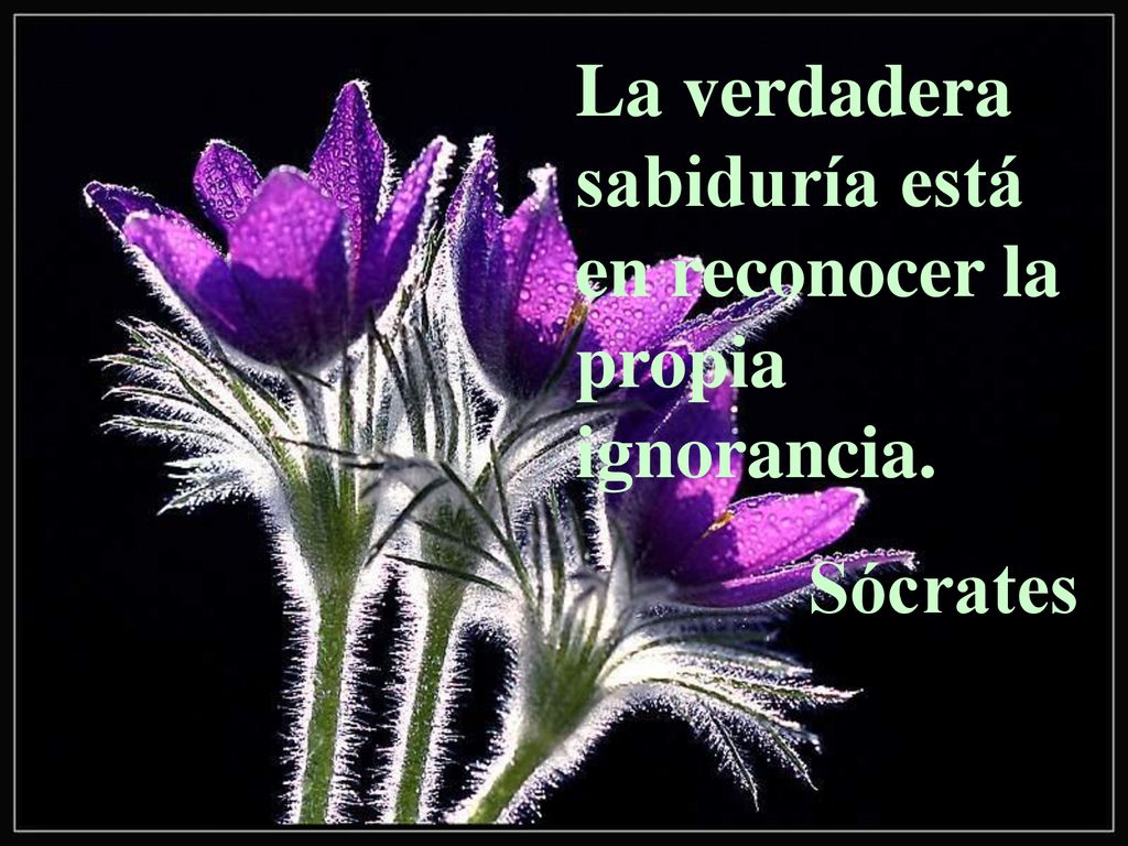 La verdadera sabiduría está en reconocer la propia ignorancia.