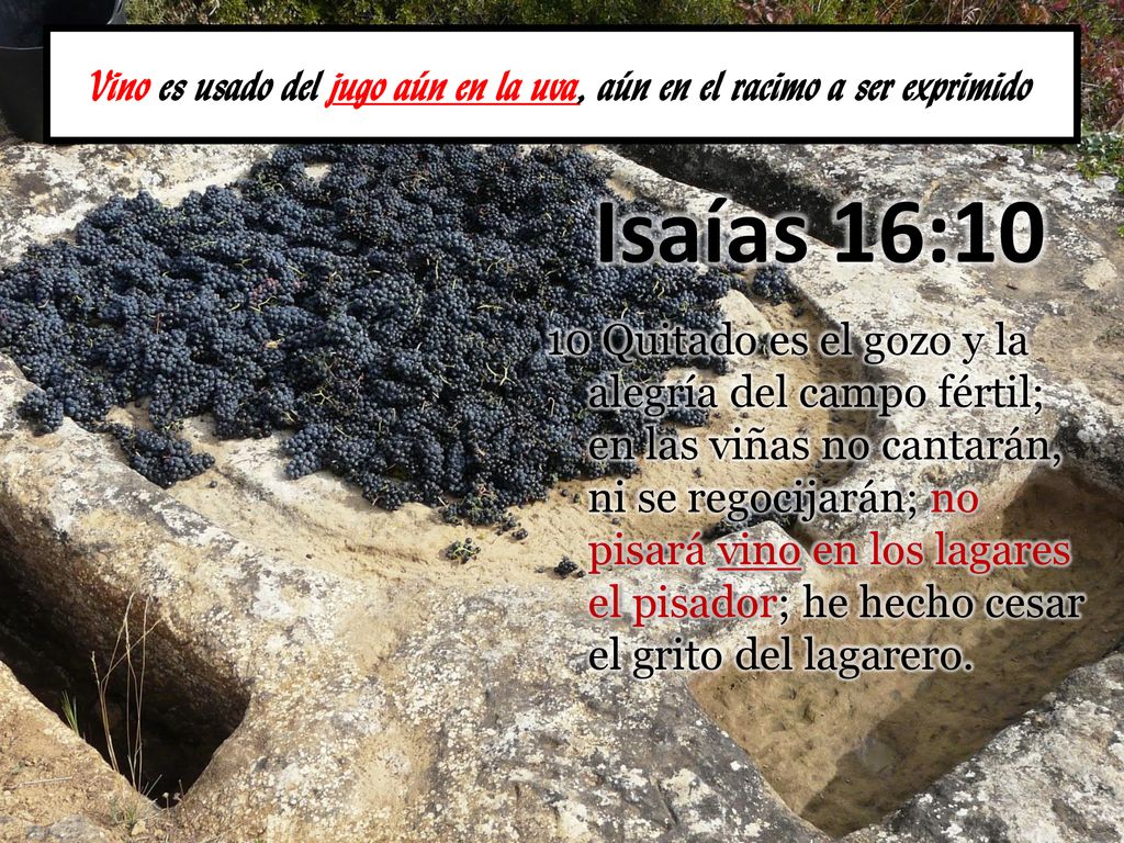 Vino es usado del jugo aún en la uva, aún en el racimo a ser exprimido