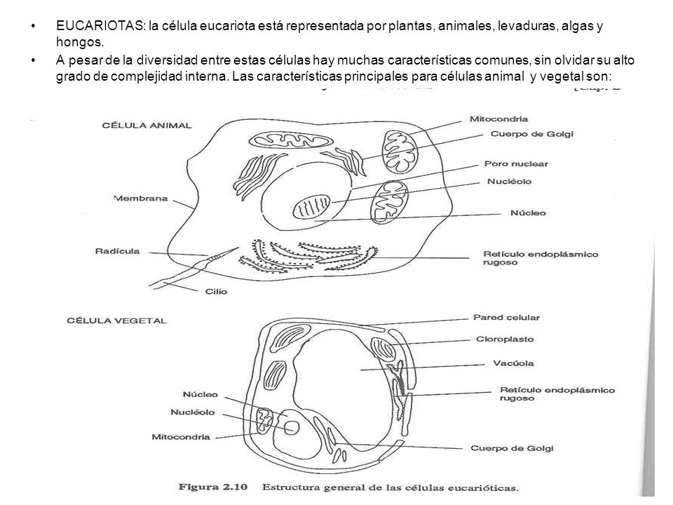 EUCARIOTAS: la célula eucariota está representada por plantas, animales, levaduras, algas y hongos.
