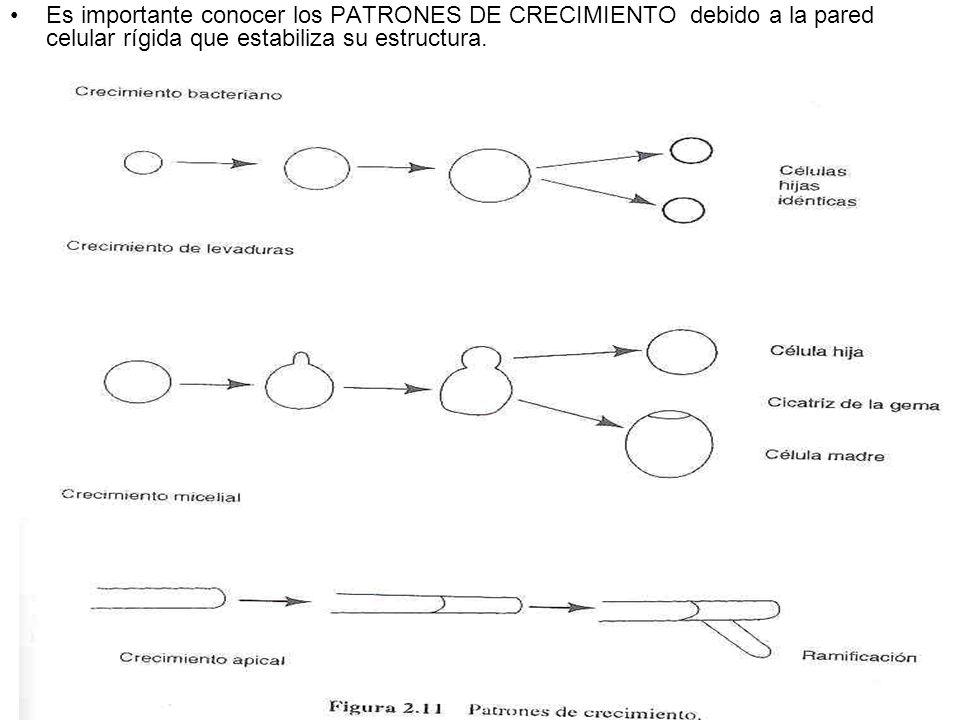 Es importante conocer los PATRONES DE CRECIMIENTO debido a la pared celular rígida que estabiliza su estructura.