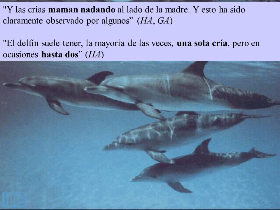 Y las crías maman nadando al lado de la madre