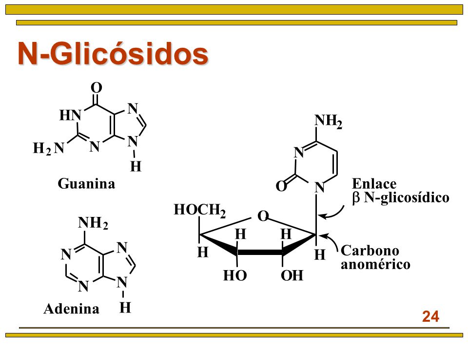 N-Glicósidos NH N N N N H O N H N N H N H N N N H Guanina O N Enlace