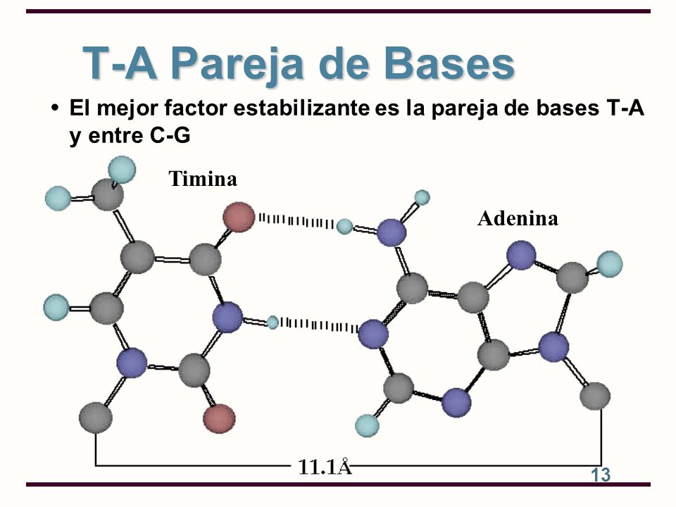 T-A Pareja de Bases El mejor factor estabilizante es la pareja de bases T-A y entre C-G. Timina.