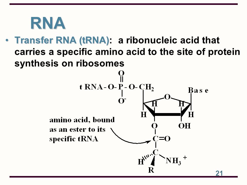 RNA Transfer RNA (tRNA): a ribonucleic acid that carries a specific amino acid to the site of protein synthesis on ribosomes.