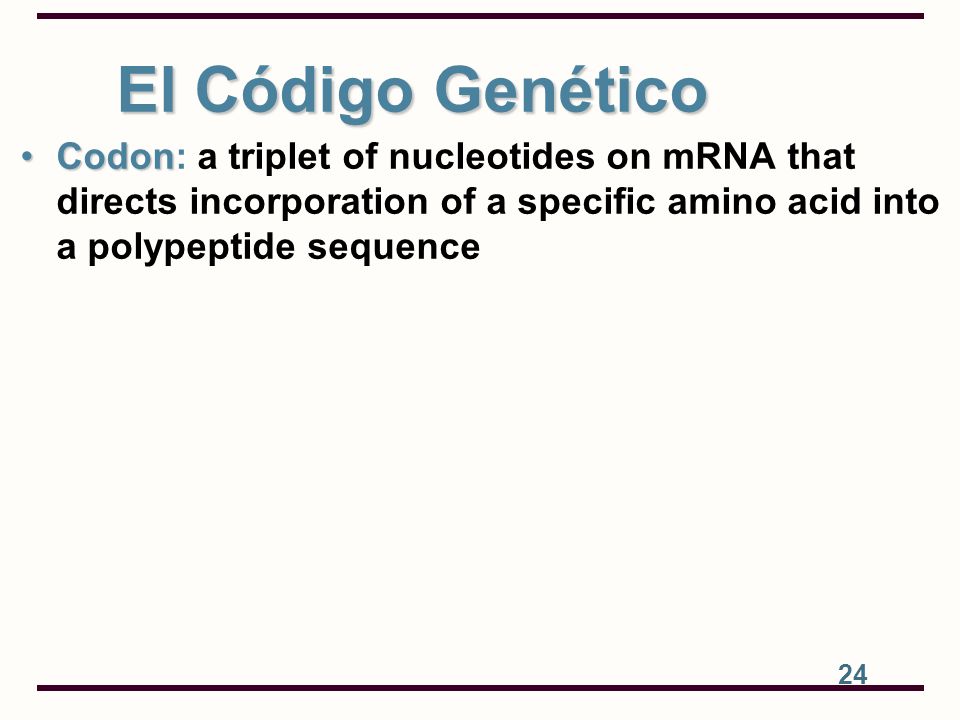 El Código Genético Codon: a triplet of nucleotides on mRNA that directs incorporation of a specific amino acid into a polypeptide sequence.