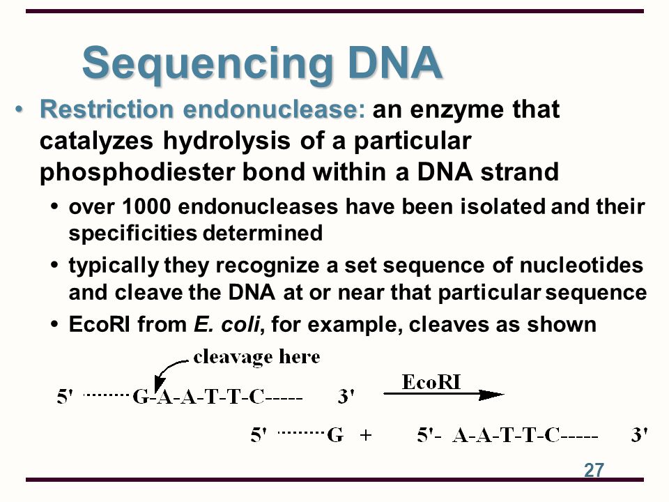Sequencing DNA Restriction endonuclease: an enzyme that catalyzes hydrolysis of a particular phosphodiester bond within a DNA strand.