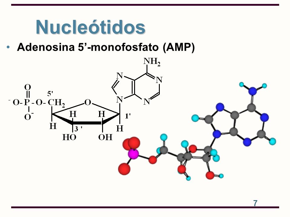 Nucleótidos Adenosina 5’-monofosfato (AMP)‏