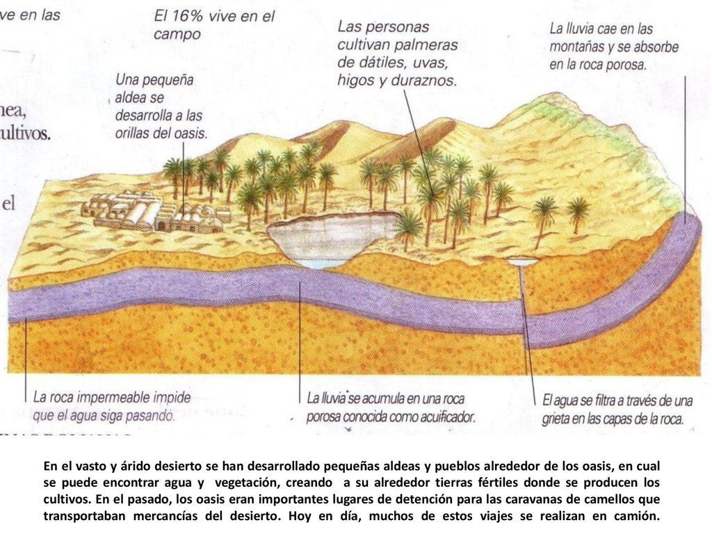 En el vasto y árido desierto se han desarrollado pequeñas aldeas y pueblos alrededor de los oasis, en cual se puede encontrar agua y vegetación, creando a su alrededor tierras fértiles donde se producen los cultivos.