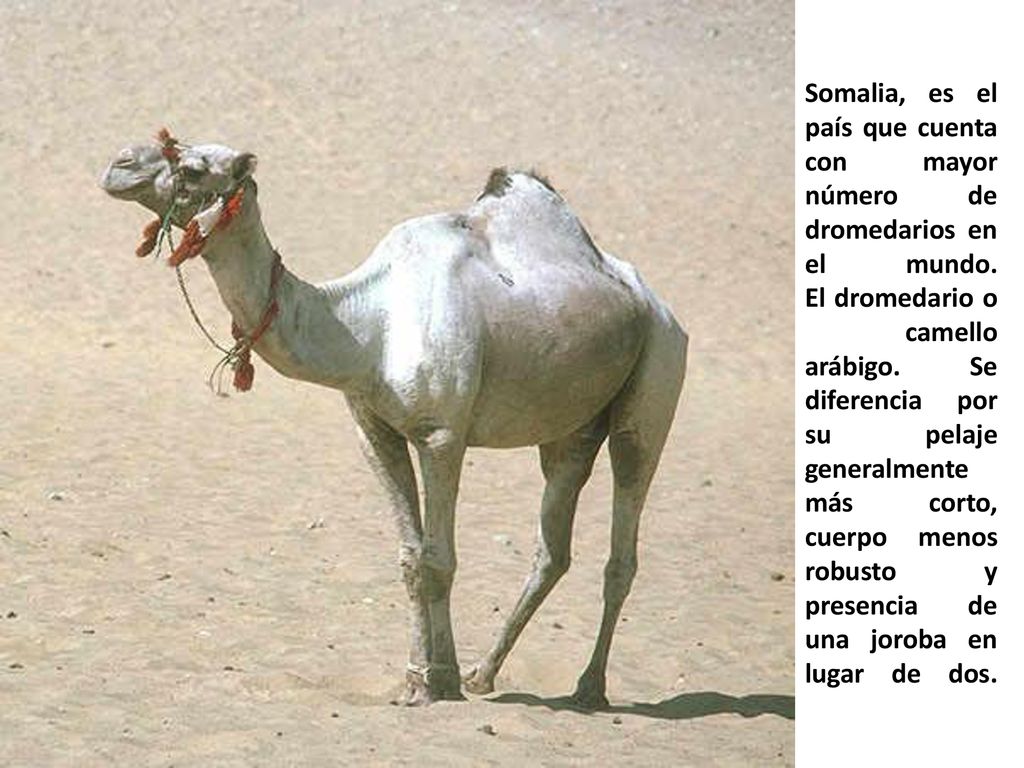 Somalia, es el país que cuenta con mayor número de dromedarios en el mundo.