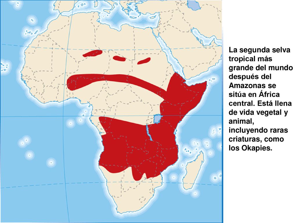 La segunda selva tropical más grande del mundo después del Amazonas se sitúa en África central.