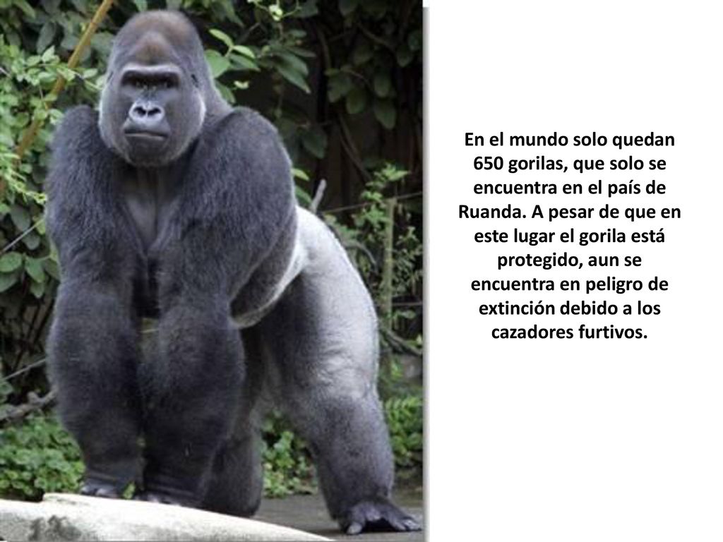 En el mundo solo quedan 650 gorilas, que solo se encuentra en el país de Ruanda.
