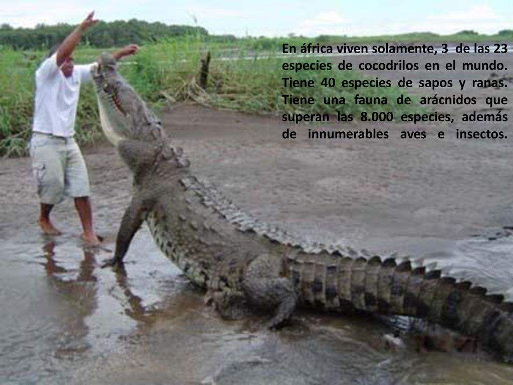 En áfrica viven solamente, 3 de las 23 especies de cocodrilos en el mundo.