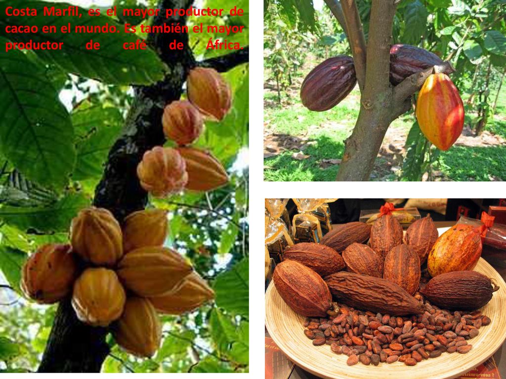 Costa Marfil, es el mayor productor de cacao en el mundo