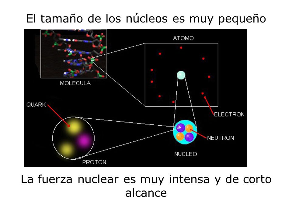El tamaño de los núcleos es muy pequeño