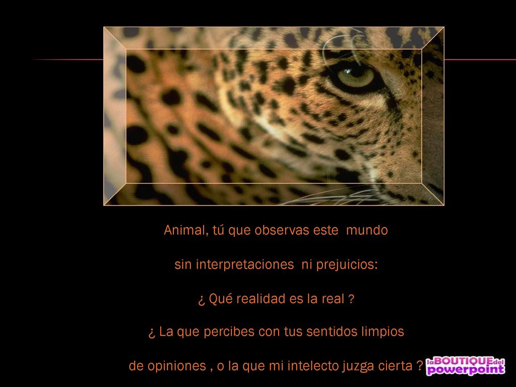 Animal, tú que observas este mundo sin interpretaciones ni prejuicios: