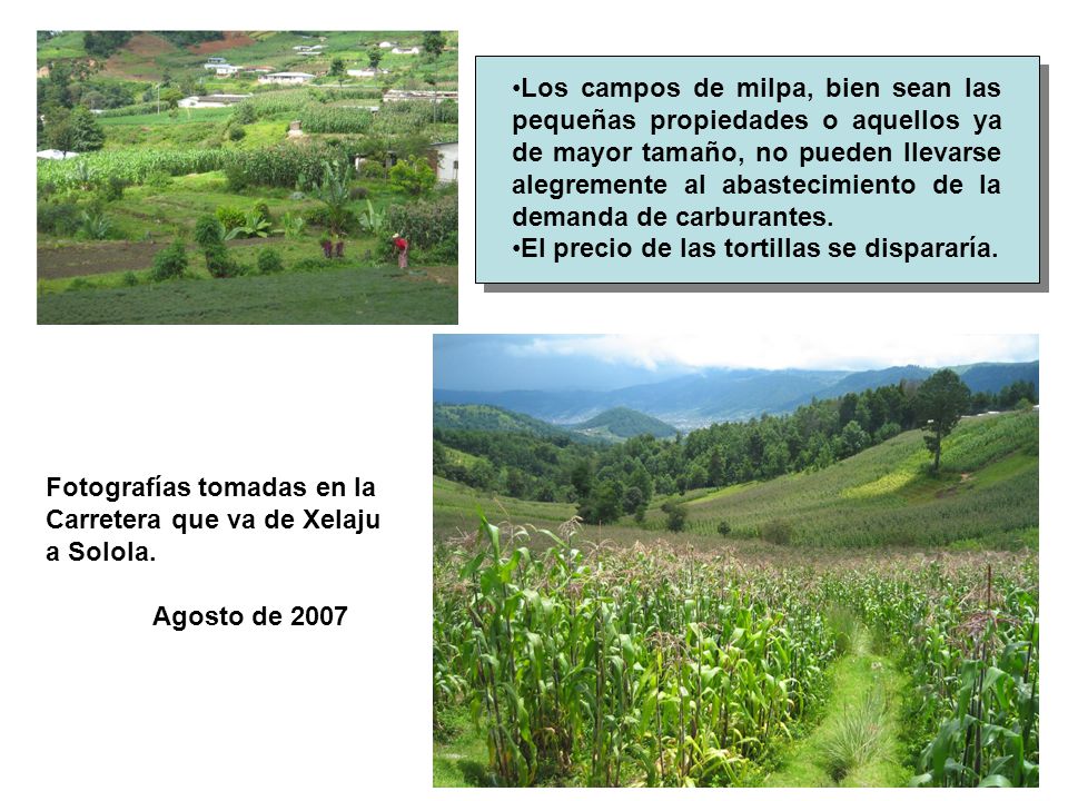 Los campos de milpa, bien sean las pequeñas propiedades o aquellos ya de mayor tamaño, no pueden llevarse alegremente al abastecimiento de la demanda de carburantes.