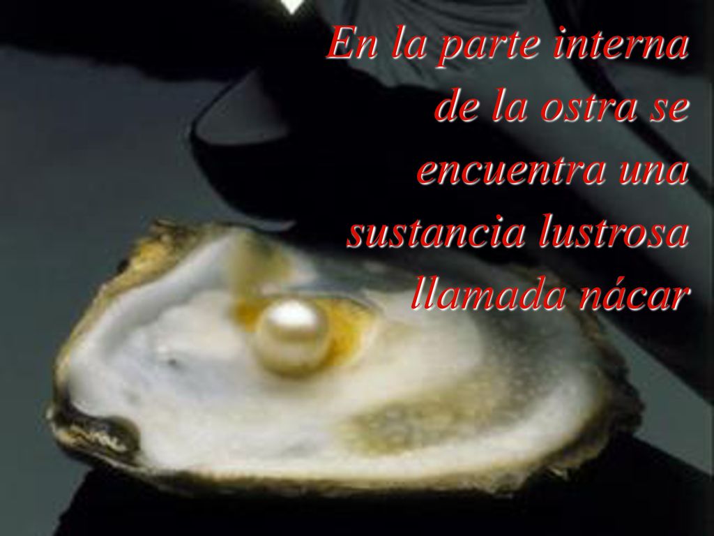 En la parte interna de la ostra se encuentra una sustancia lustrosa llamada nácar