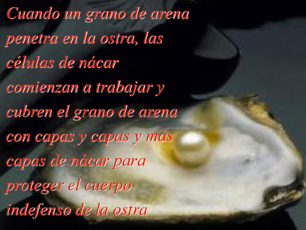 Cuando un grano de arena penetra en la ostra, las células de nácar comienzan a trabajar y cubren el grano de arena con capas y capas y más capas de nácar para proteger el cuerpo indefenso de la ostra