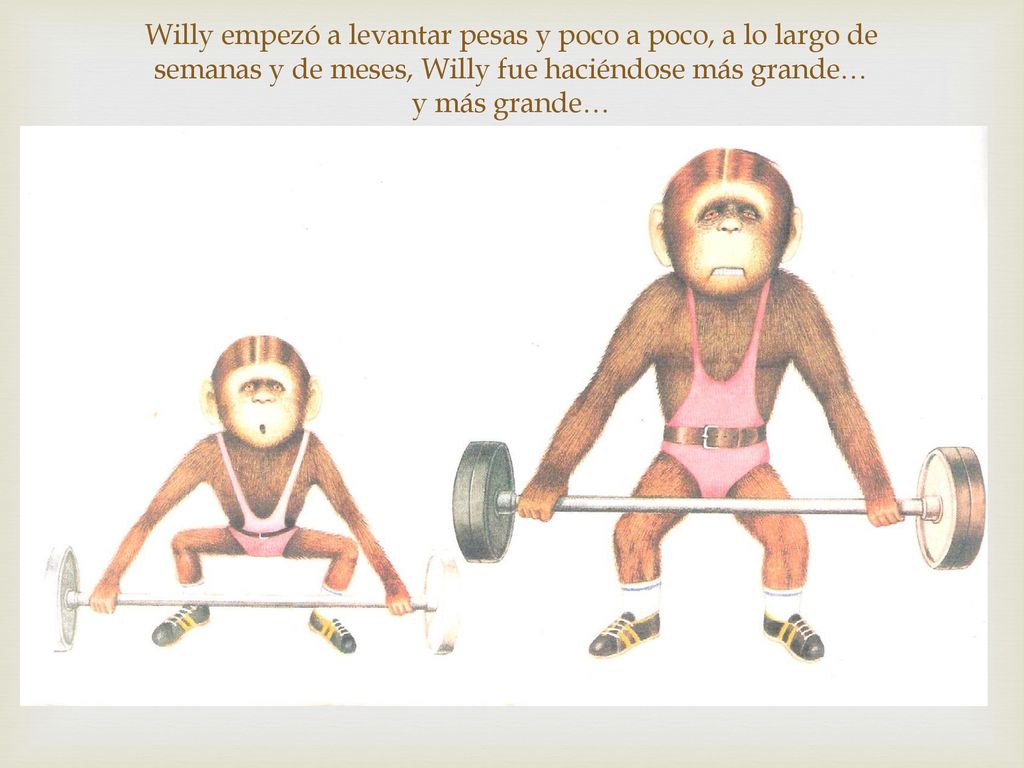 Willy empezó a levantar pesas y poco a poco, a lo largo de semanas y de meses, Willy fue haciéndose más grande… y más grande…