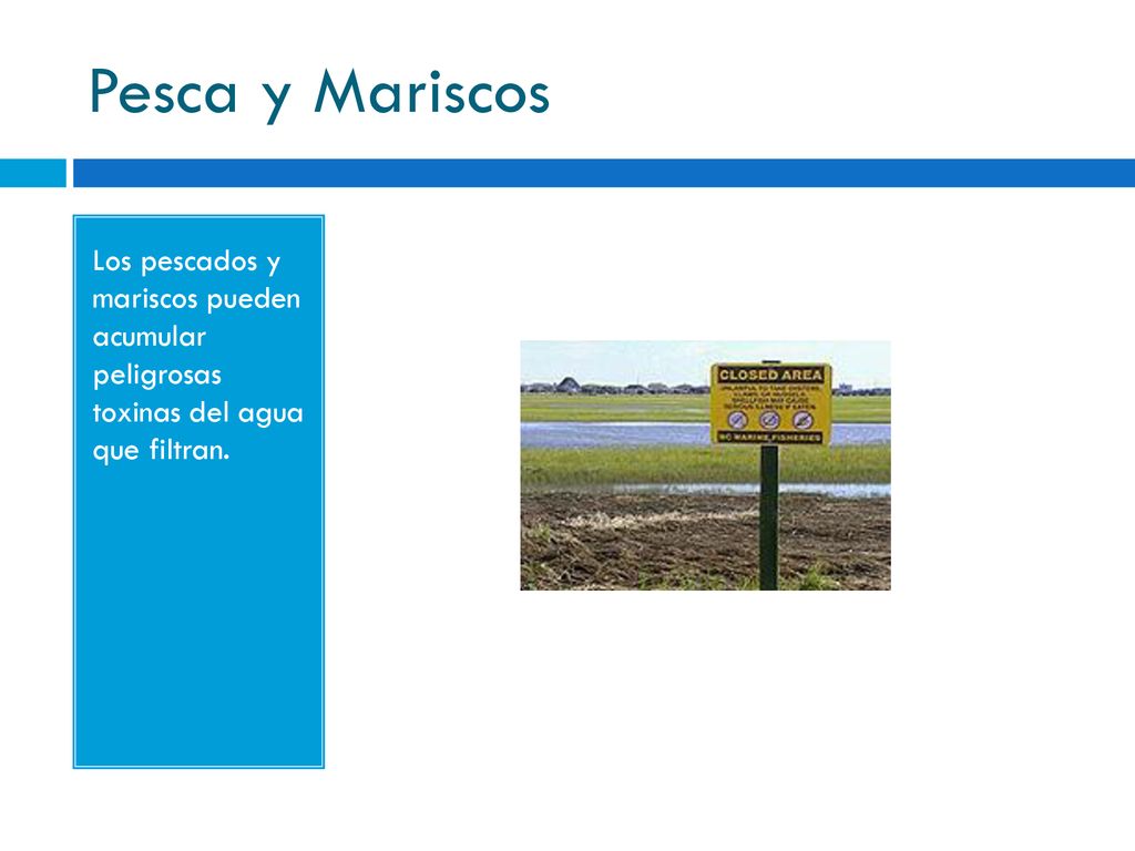 Pesca y Mariscos Los pescados y mariscos pueden acumular peligrosas toxinas del agua que filtran.