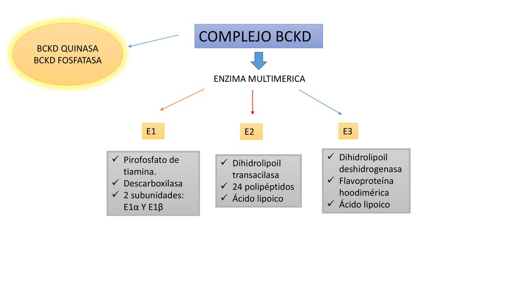 COMPLEJO BCKD BCKD QUINASA BCKD FOSFATASA ENZIMA MULTIMERICA E1 E2 E3