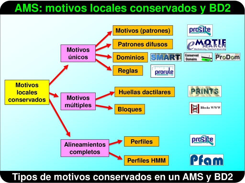 Tipos de motivos conservados en un AMS y BD2
