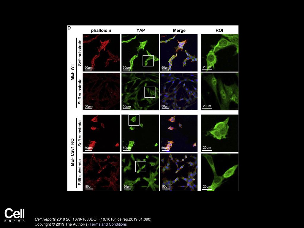 Figure 1D. CAV1 Modulates YAP Activity (Corrected)