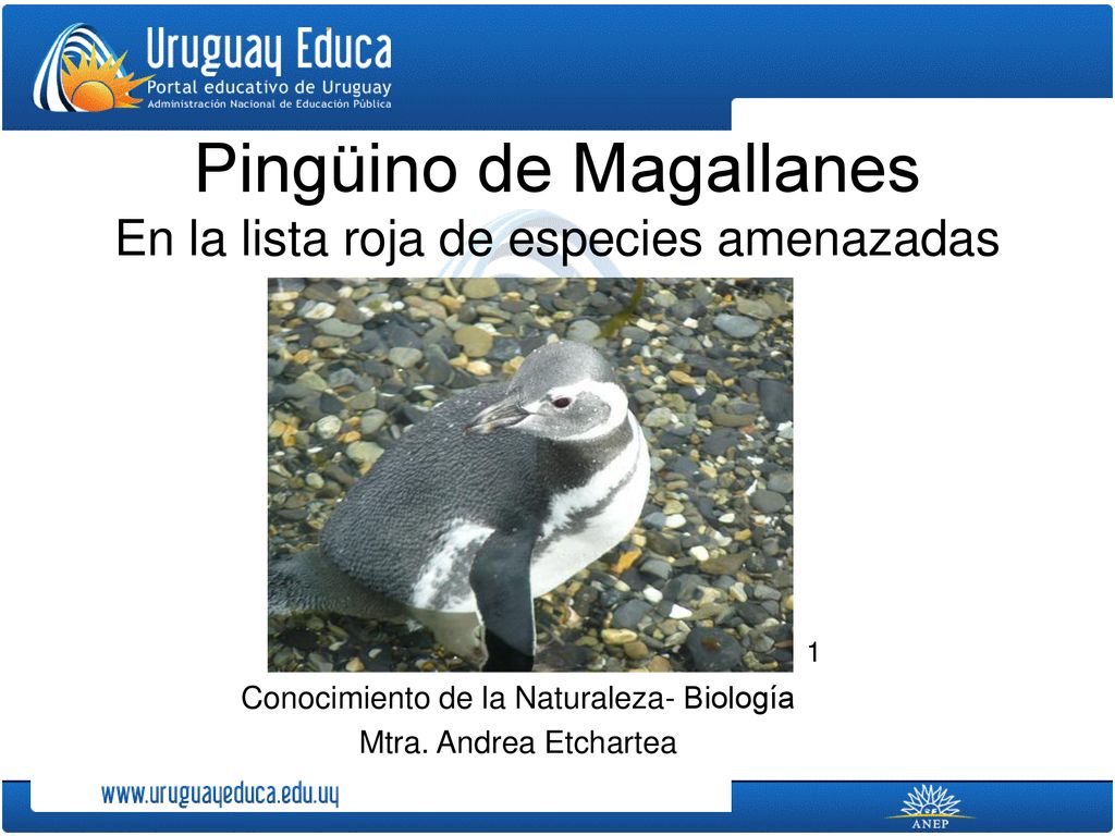 Pingüino de Magallanes En la lista roja de especies amenazadas