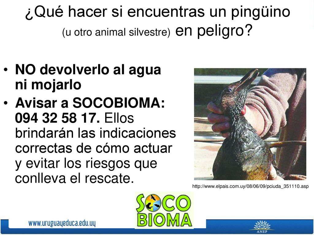 ¿Qué hacer si encuentras un pingüino (u otro animal silvestre) en peligro
