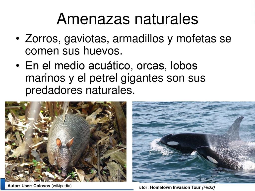 Amenazas naturales Zorros, gaviotas, armadillos y mofetas se comen sus huevos.