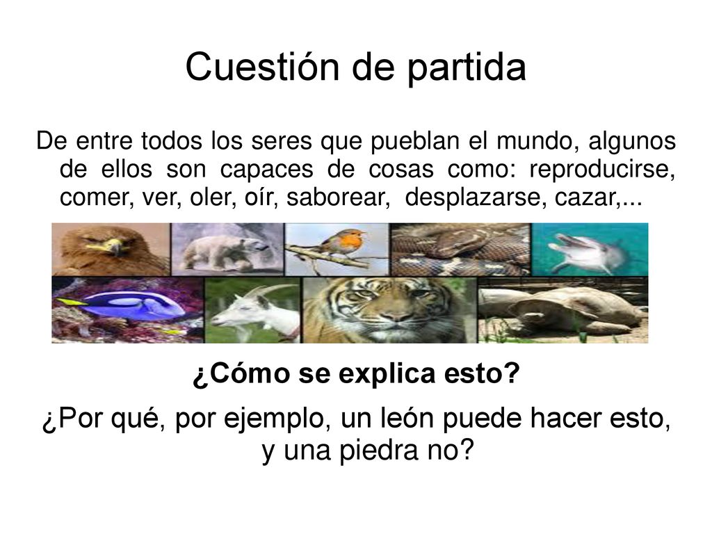¿Por qué, por ejemplo, un león puede hacer esto, y una piedra no